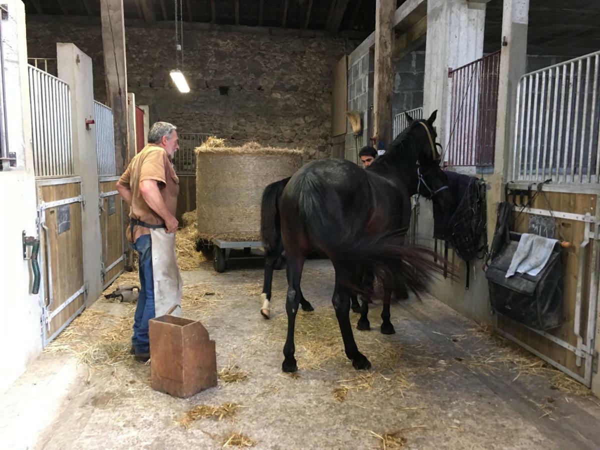 Ferme Gite Equestre En Charente Confolens Exterior foto